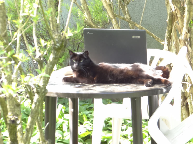 Katze Lieschen in der Schreiboase